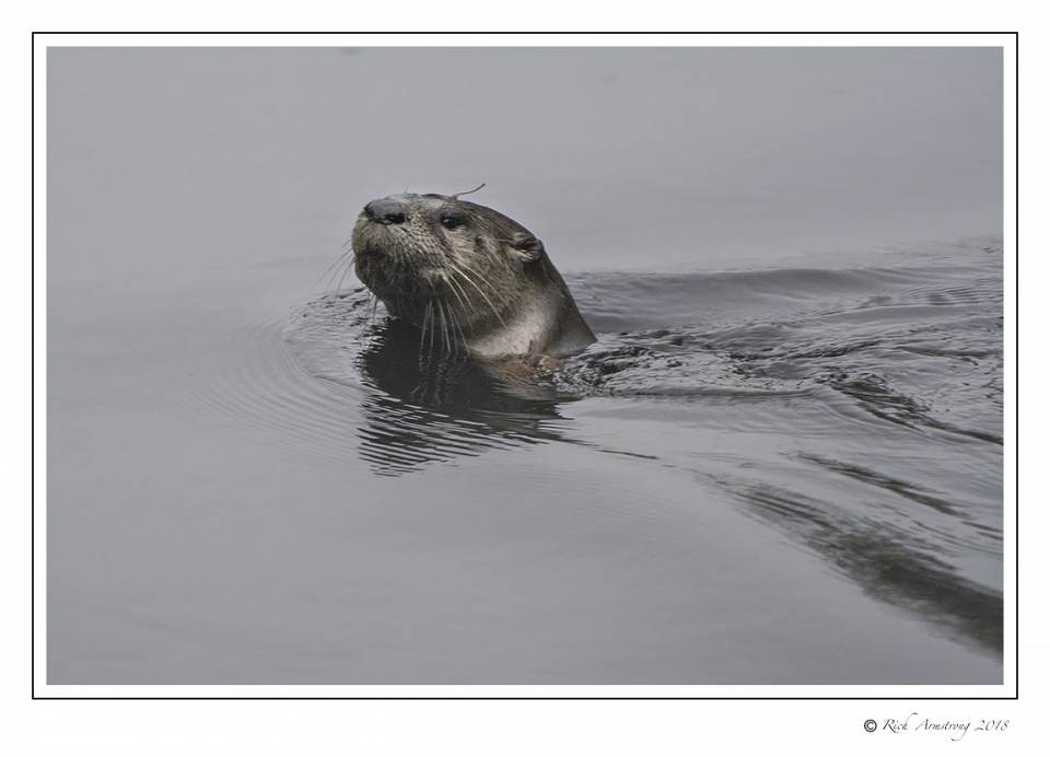 River Otter 1.jpg
